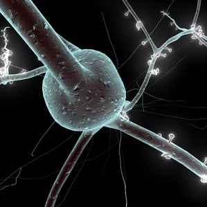 a 3D model of a neuron