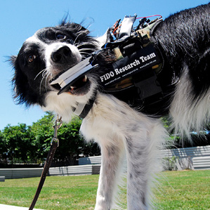 dog with wearable device
